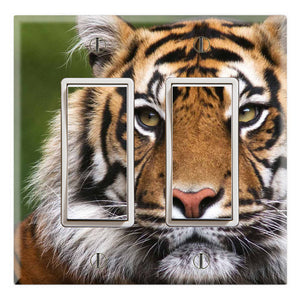 Bengal Tiger Wildlife Beauty