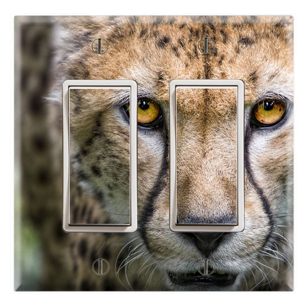 Cheetah Wildlife Africa