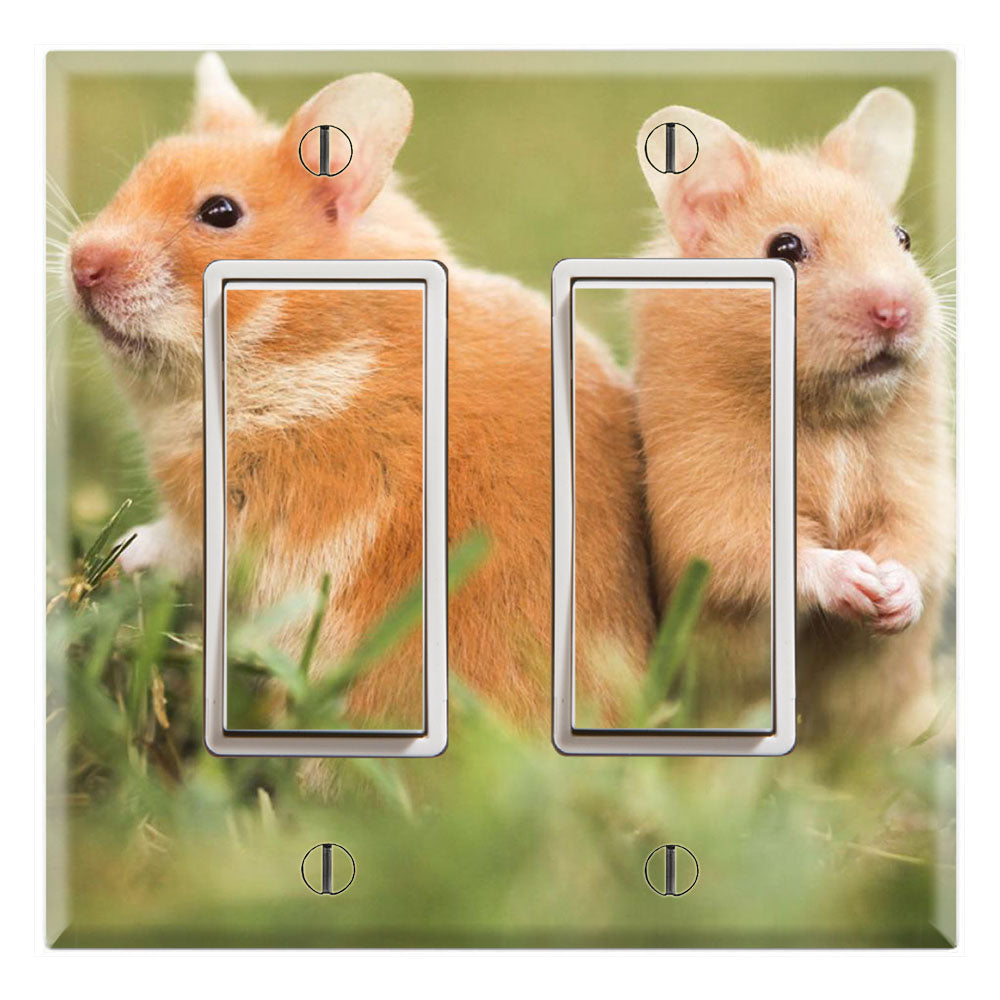 Couple Hamsters Lovely Cute