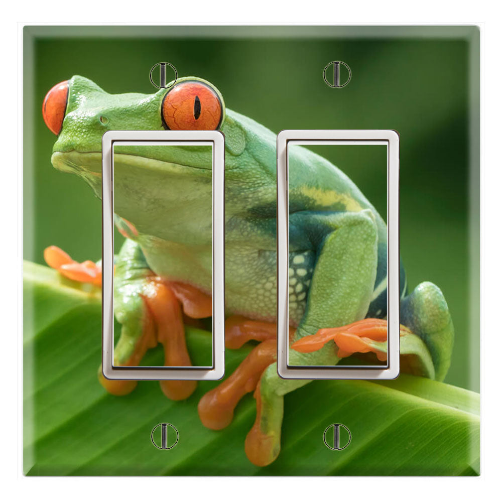 Frog Amphibians