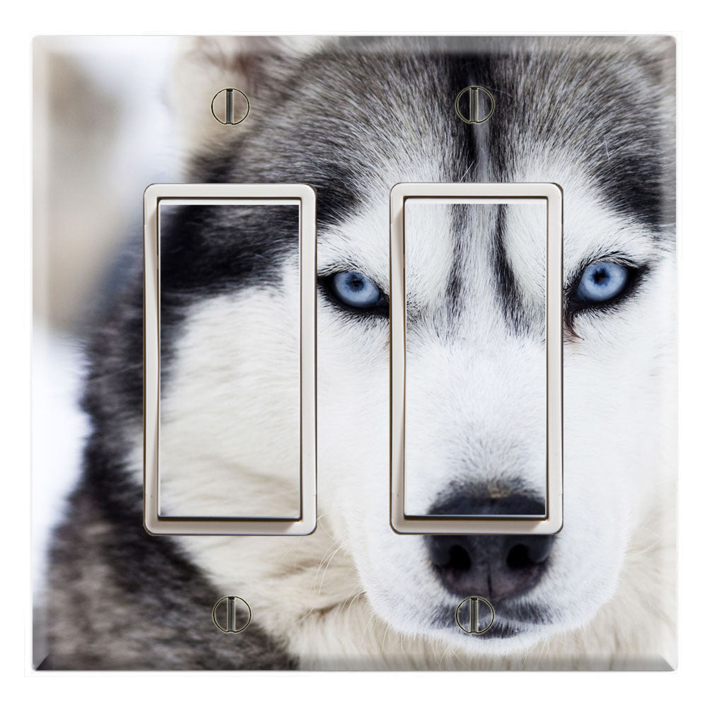 Siberian Husky Face Blue Eyes