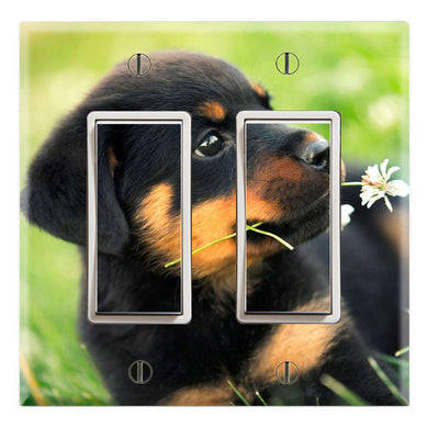 Rottweiler Puppy on Grass