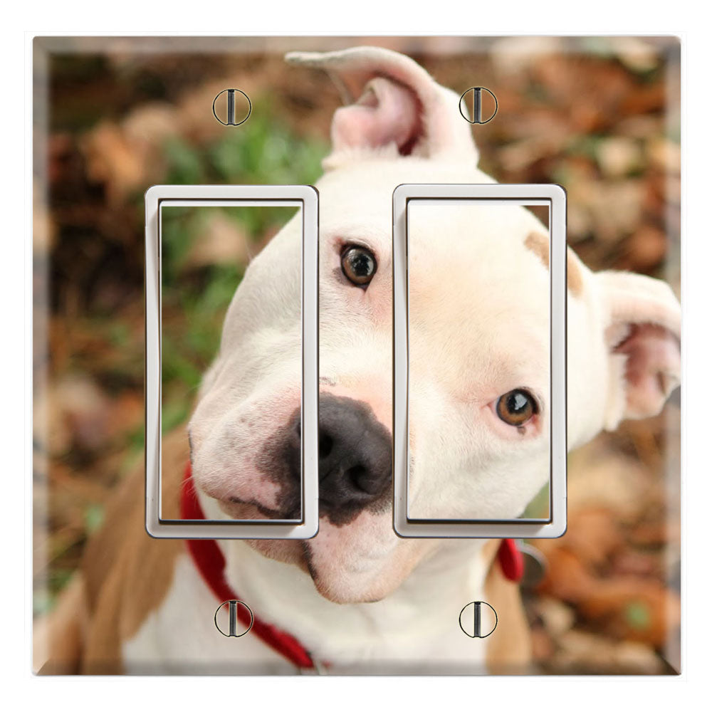 A Curious Face Pitbull Terrier Mixed