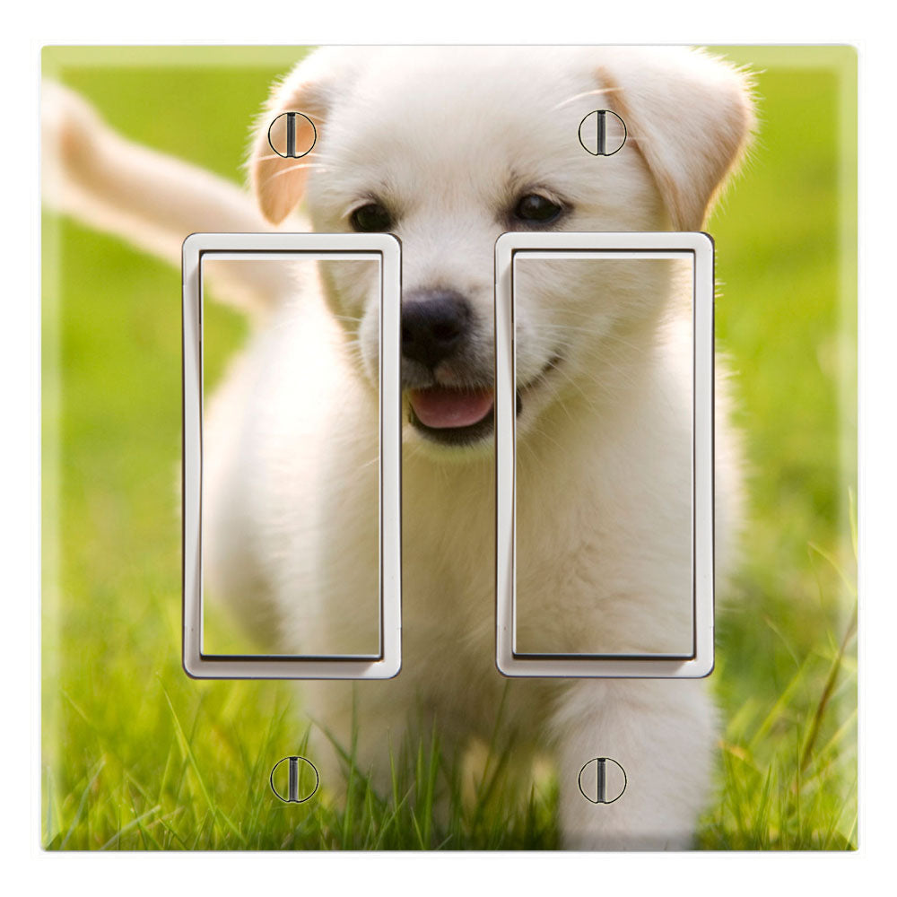 Labrador Puppy on Grass