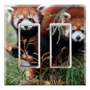 Red Panda Lesser Panda Cubs