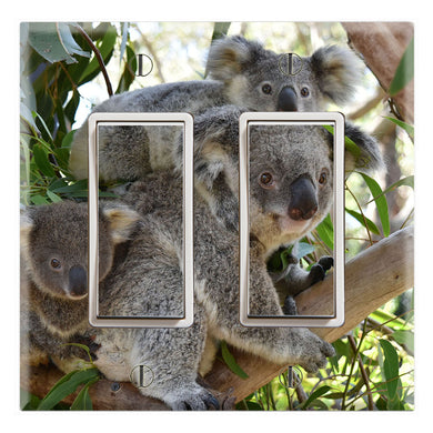 Koala Family Love Baby Joey