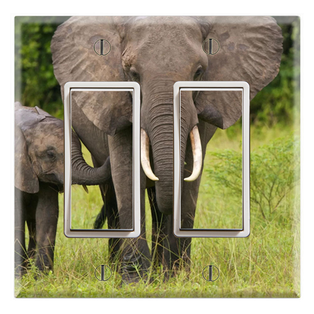 African Elephants Baby Calf