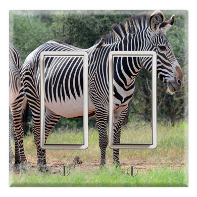 Zebra Family