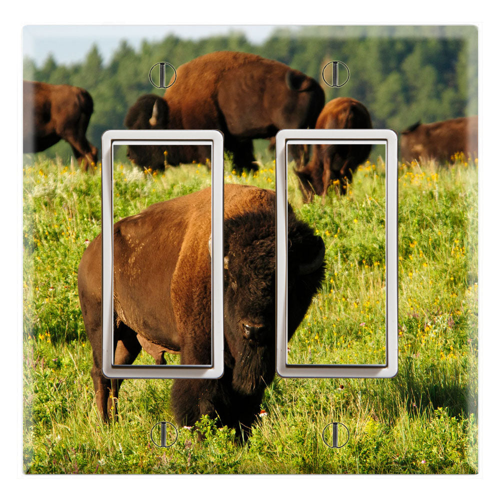 American Bison Buffalo Herd