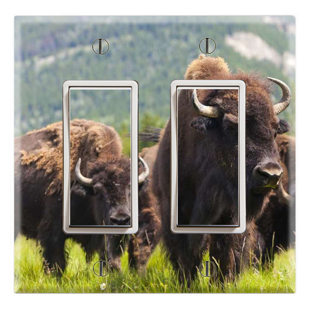 Buffalo Bison Herd Mountain