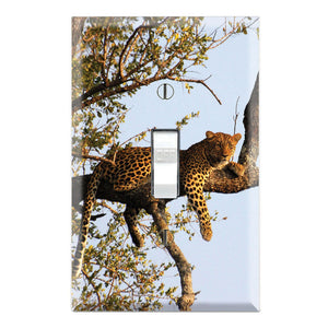 Leopard on the Tree Safari