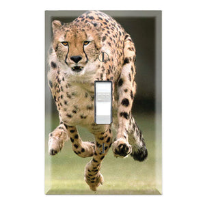 Cheetah Running Chasing