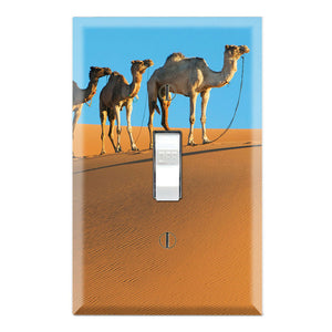 Camel in Desert Traveling Trek