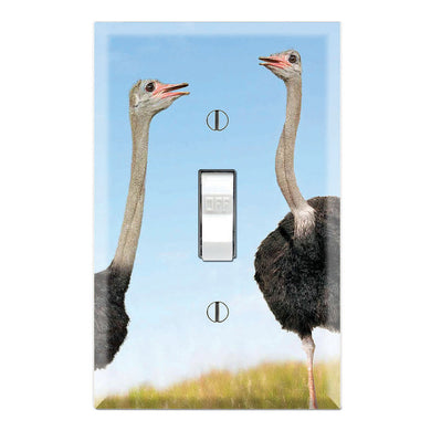 Ostriches