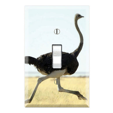 Ostrich Running