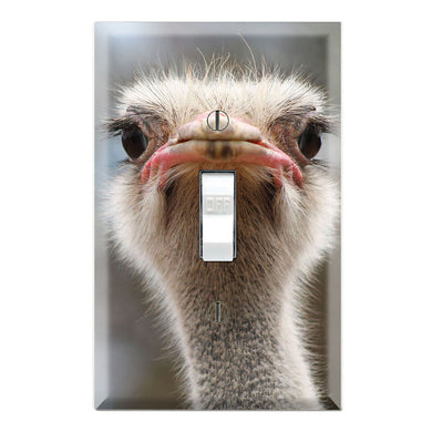 Ostrich Portrait