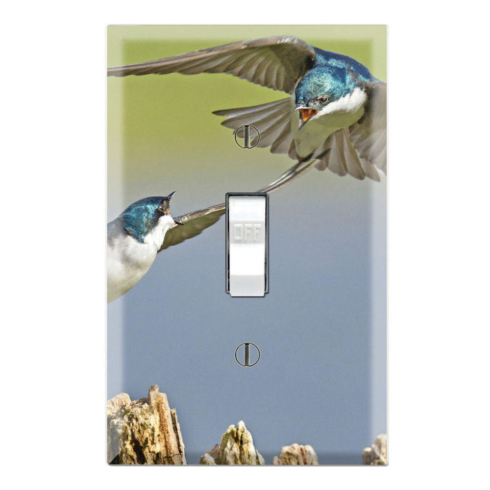 Tree Swallow Bluebird