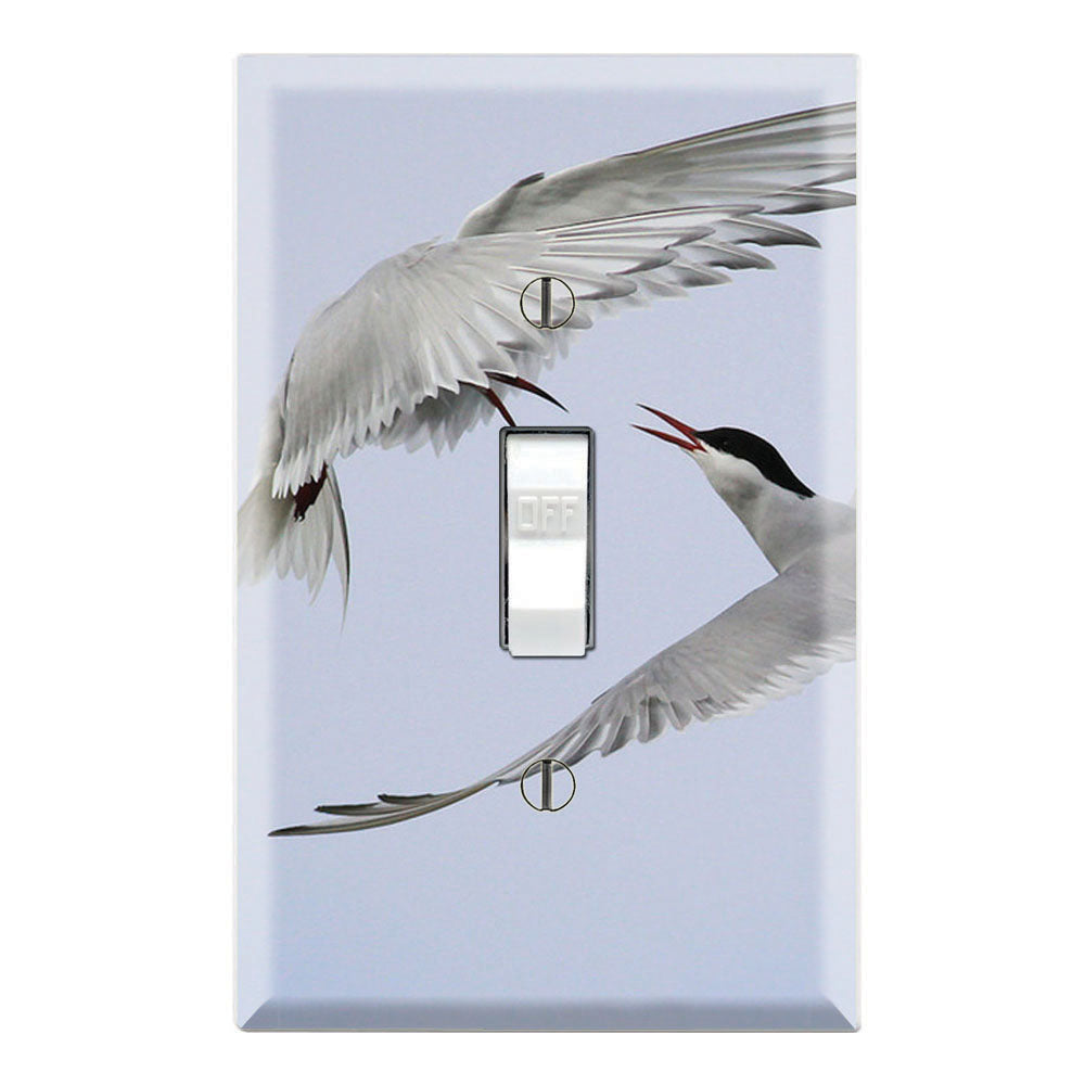 Arctic Tern Laridae Flying Birds