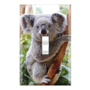 Koala Bear Wildlife