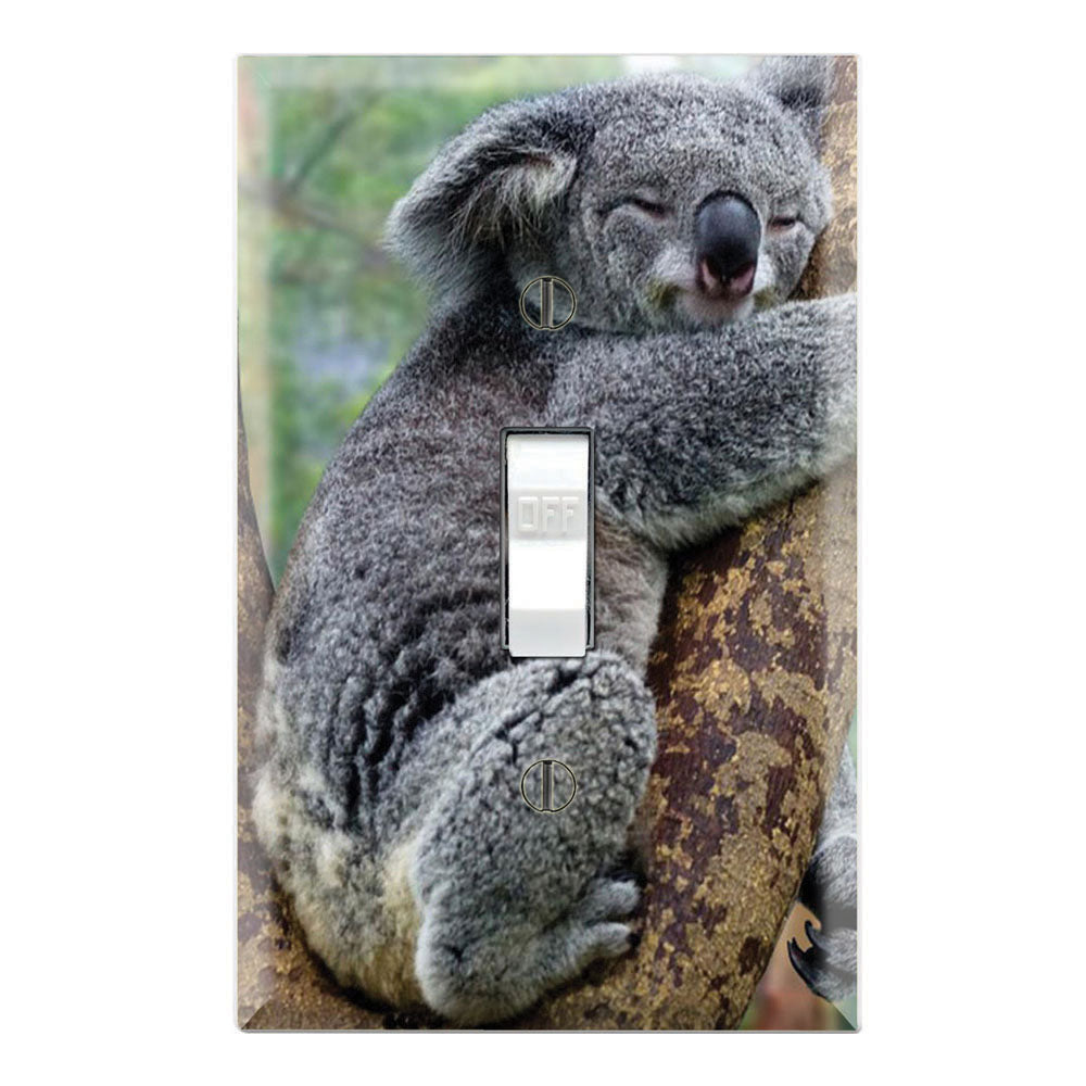 Koala Sleeping on Tree