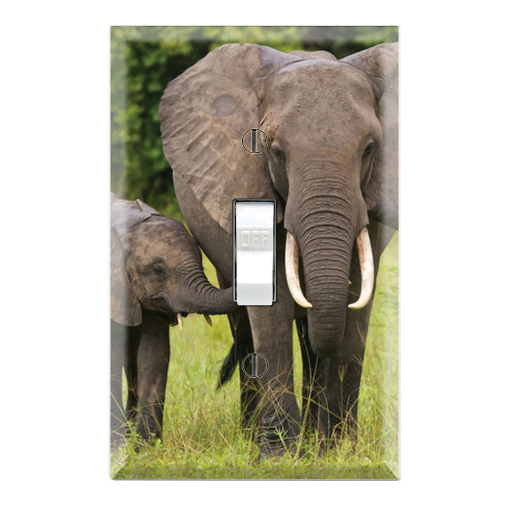 African Elephants Baby Calf