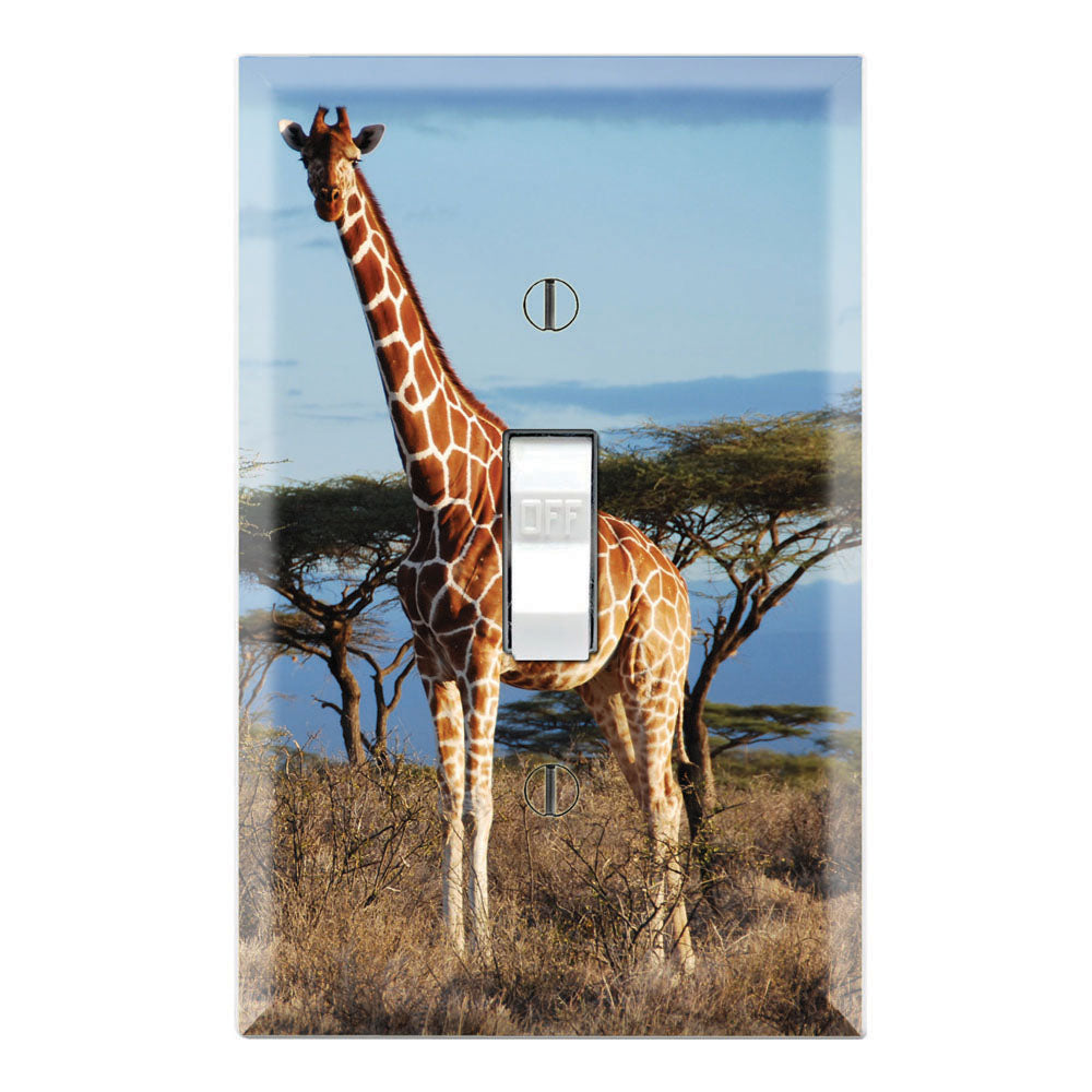 African Wildlife Giraffe