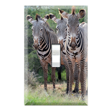 Zebra Family