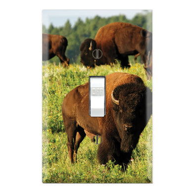 American Bison Buffalo Herd