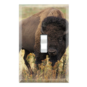Buffalo Wild Bison