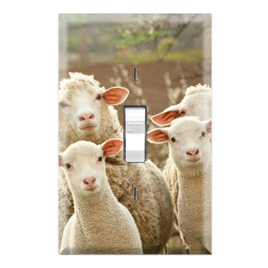 Merino Sheep Herd Family