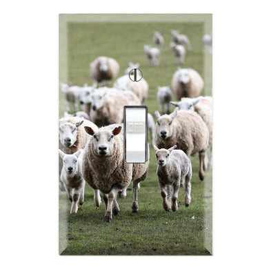 Animal Farm Merino Sheep Herd