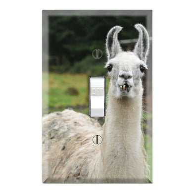 Llama Dam Cria Cute Animals