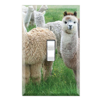 Cute Crias Llamas Animals