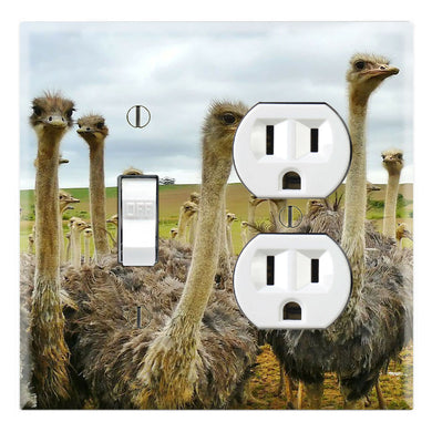 Ostriches Family