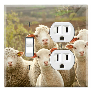 Merino Sheep Herd Family