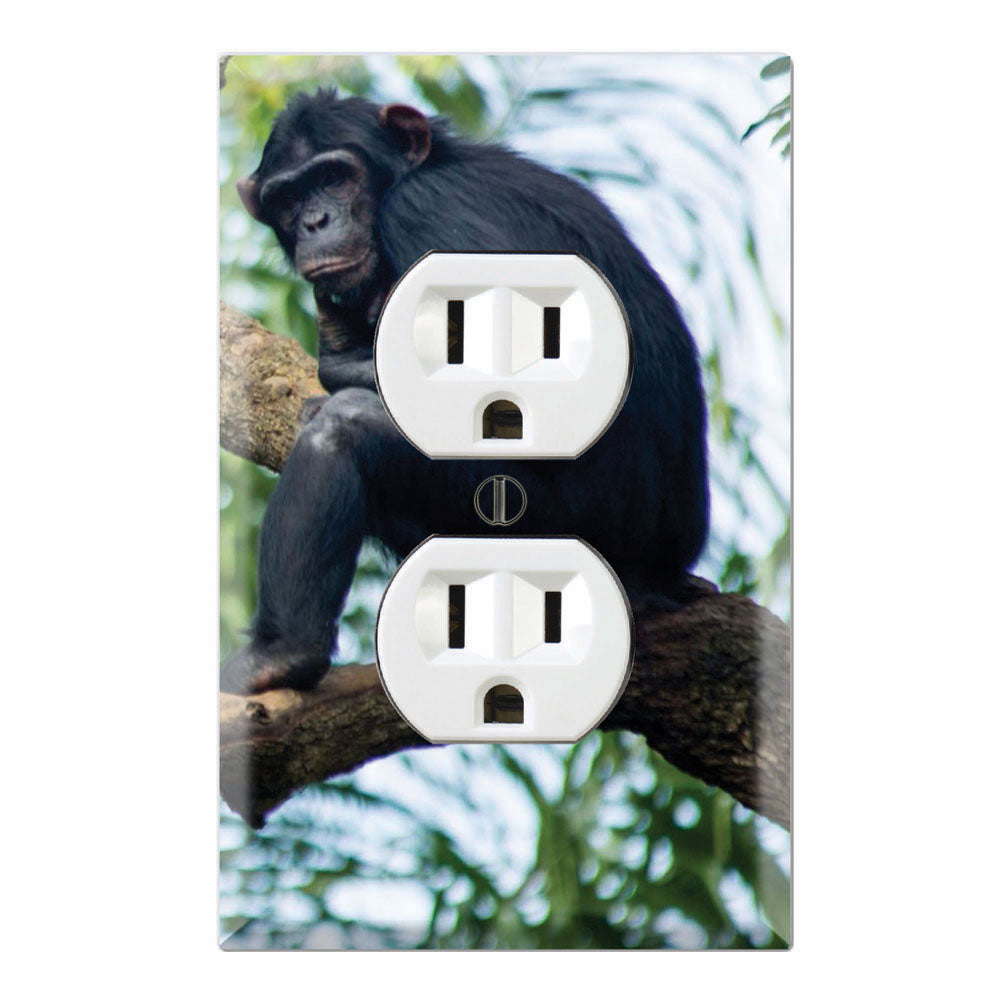 Chimpanzee Uganda